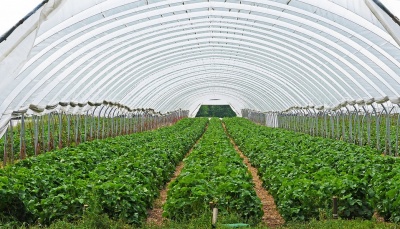Valokuva kasvihuoneesta, jossa viljellään kasviksia.