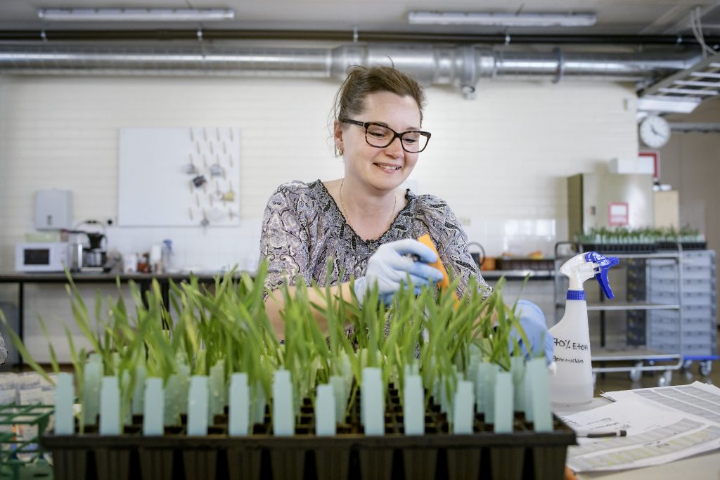 Laboratorioanalyytikko Marika Niskanen tutkii ohran kasvihuoneessa kasvatettua jalostusaineistoa, valokuva.