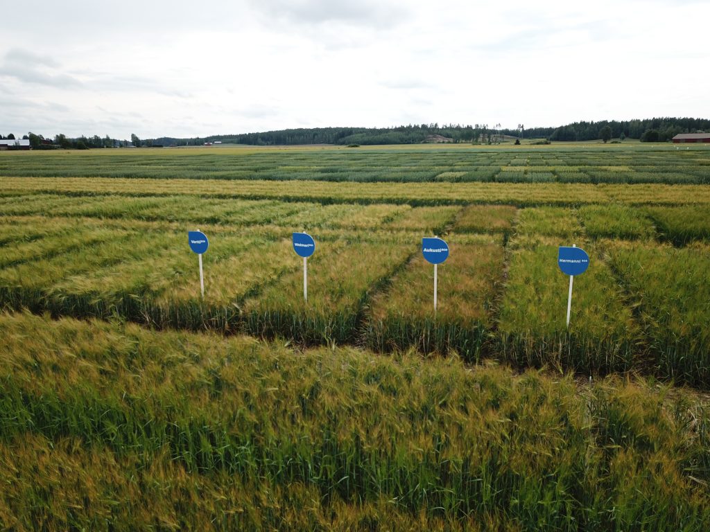 Boreal testaa kasvilajikkeita eri puolilla Suomea. Esimerkiksi Liedon koekentällä testataan laajasti eri lajien jalostusmateriaalia., valokuvassa pelto, jossa lohkoissa eri lajikkeita.