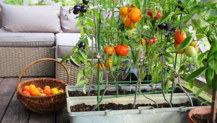 Parvekkeella kasvaa tomaatteja viljelylaatikossa, valokuva.