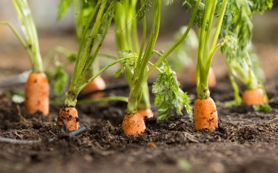 Valokuvassa porkkanoita jotka kasvavat mullasta.